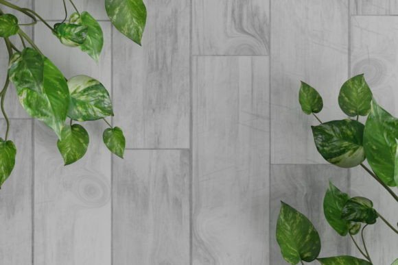 Download Leaf Background - Leaf Flatlay - Premium Bundle