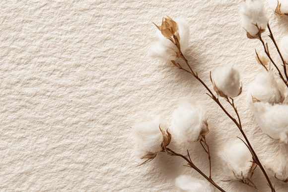 Download Cotton Branch Neutral Background - Neutral background Collection
